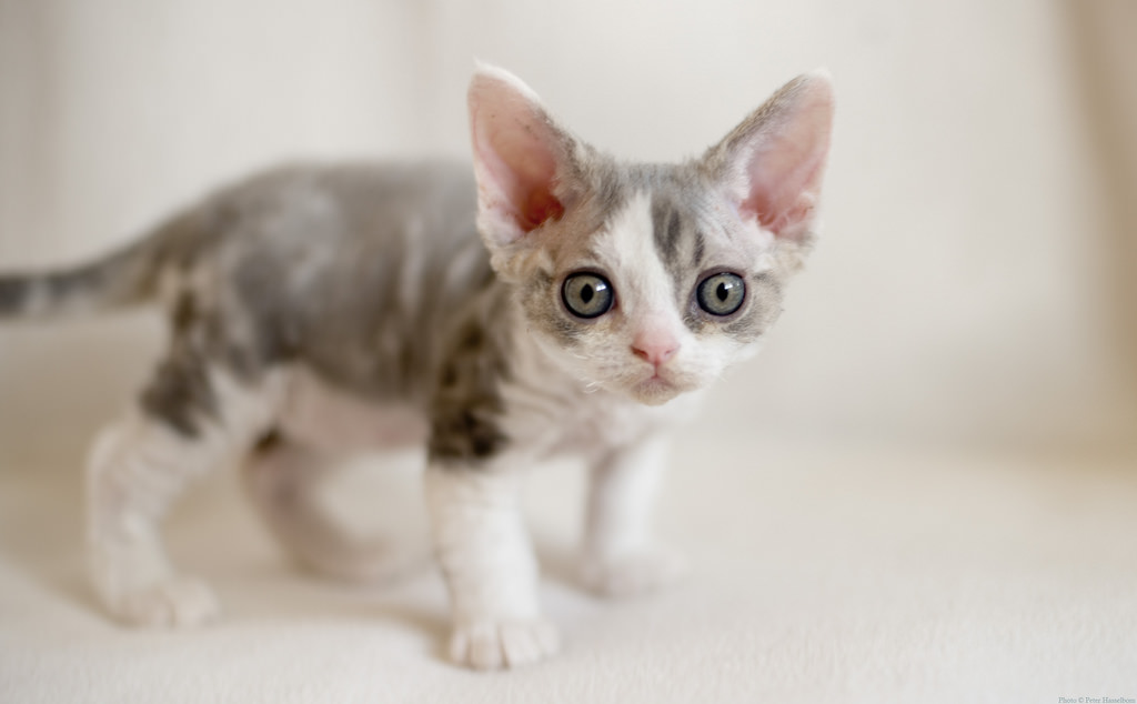 Beautiful Devon Rex Kitten Picture