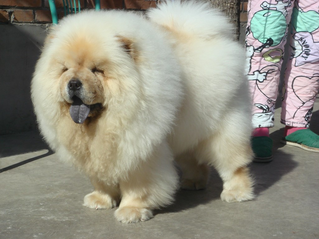 Beautiful Fluffy White Chow Chow Dog