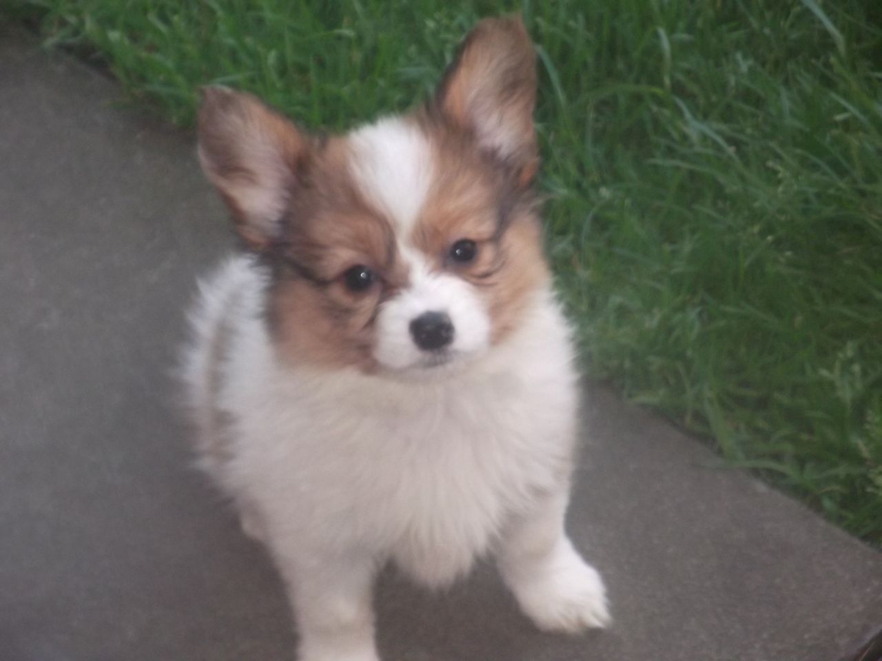 Beautiful Papillon Puppy Looking At You