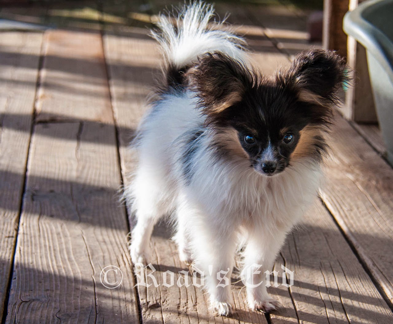 Beautiful Papillon Puppy Picture