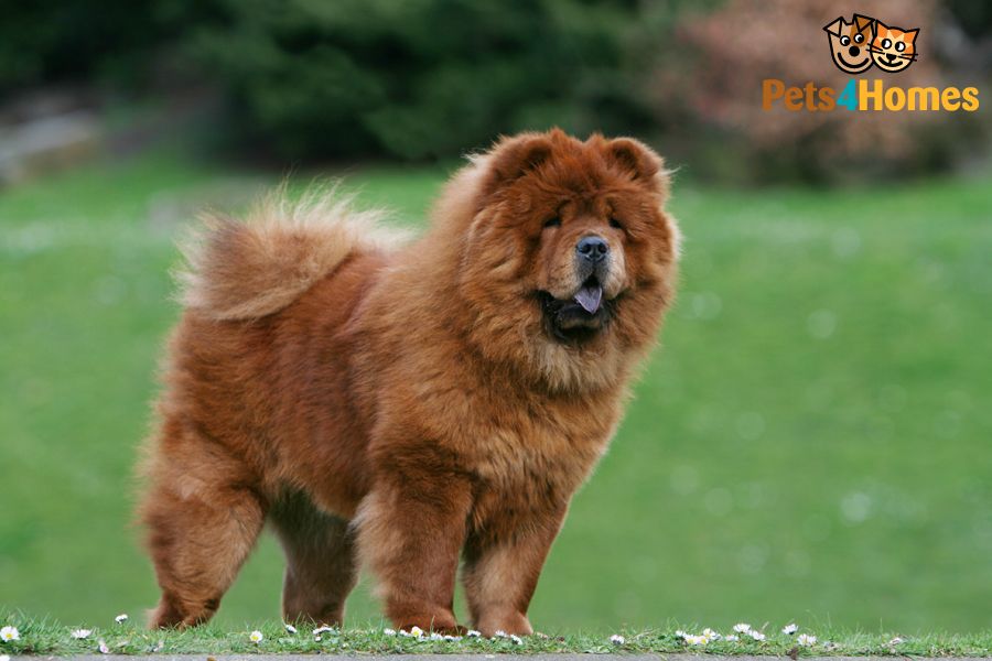 Beautiful Red Chow Chow Dog Picture
