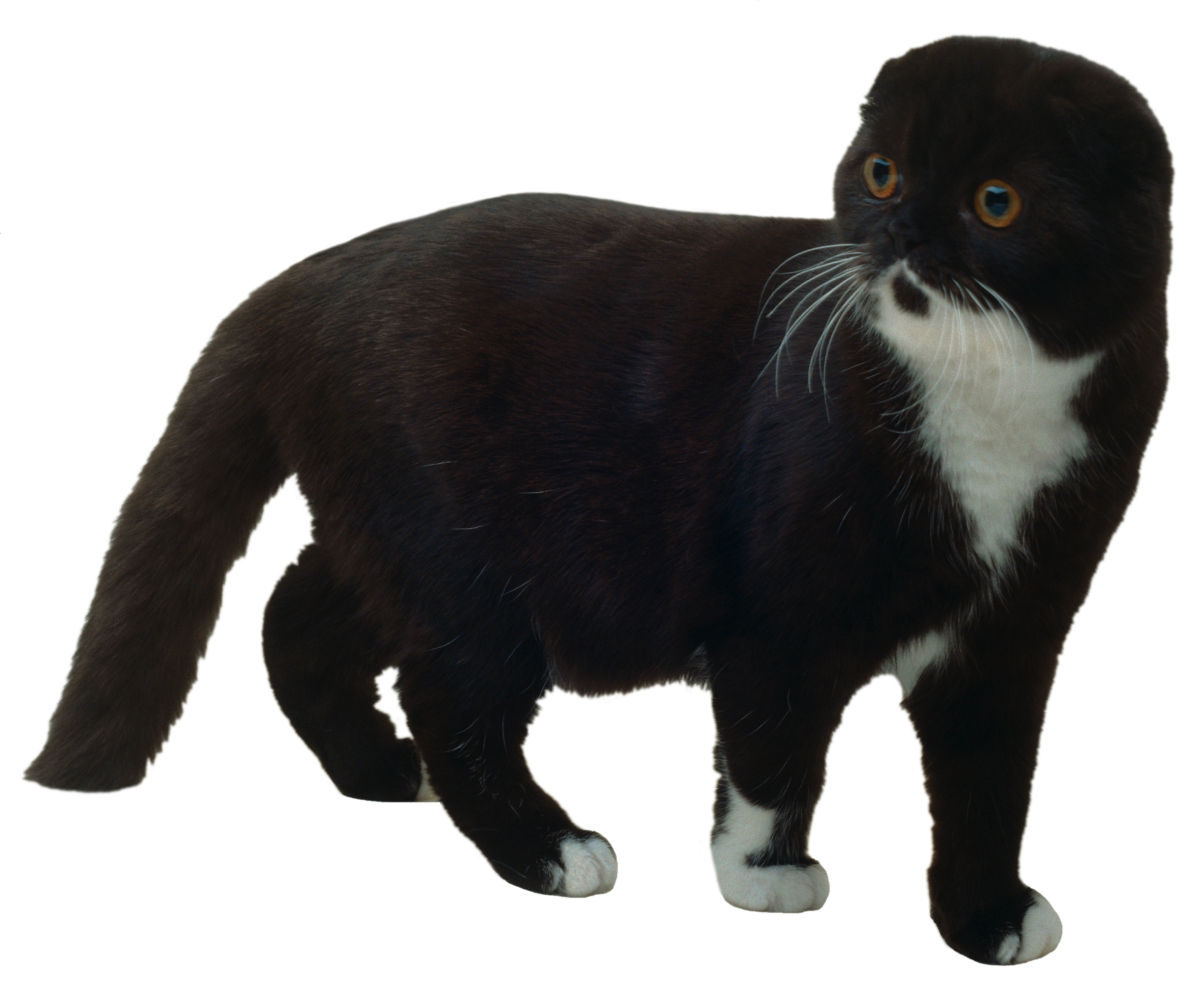 Beautiful Scottish Fold Black Cat Picture