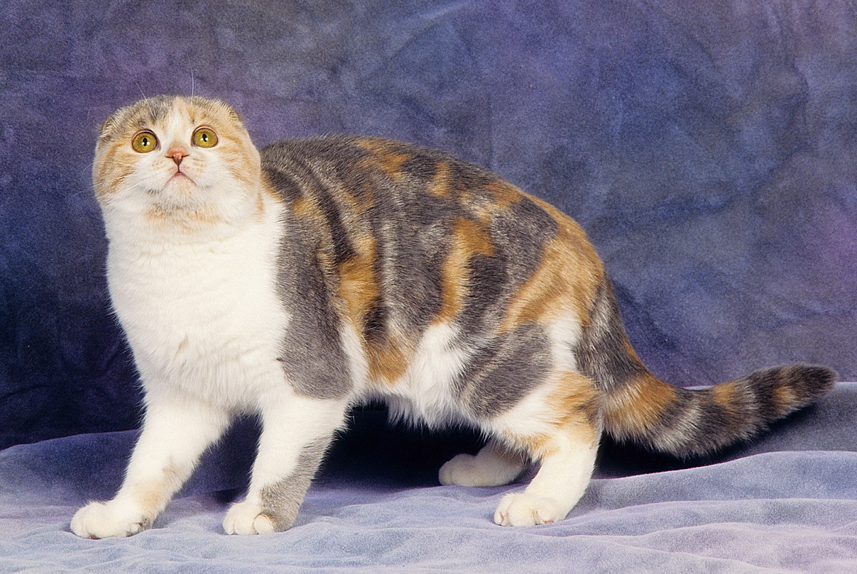 Шотландская порода кошек окрасы. Шотландская вислоухая кошка трехцветная. Шотландская вислоухая Калико. Скоттиш фолд Арлекин. Скоттиш-фолд Шотландская трехцветная вислоухая кошка.