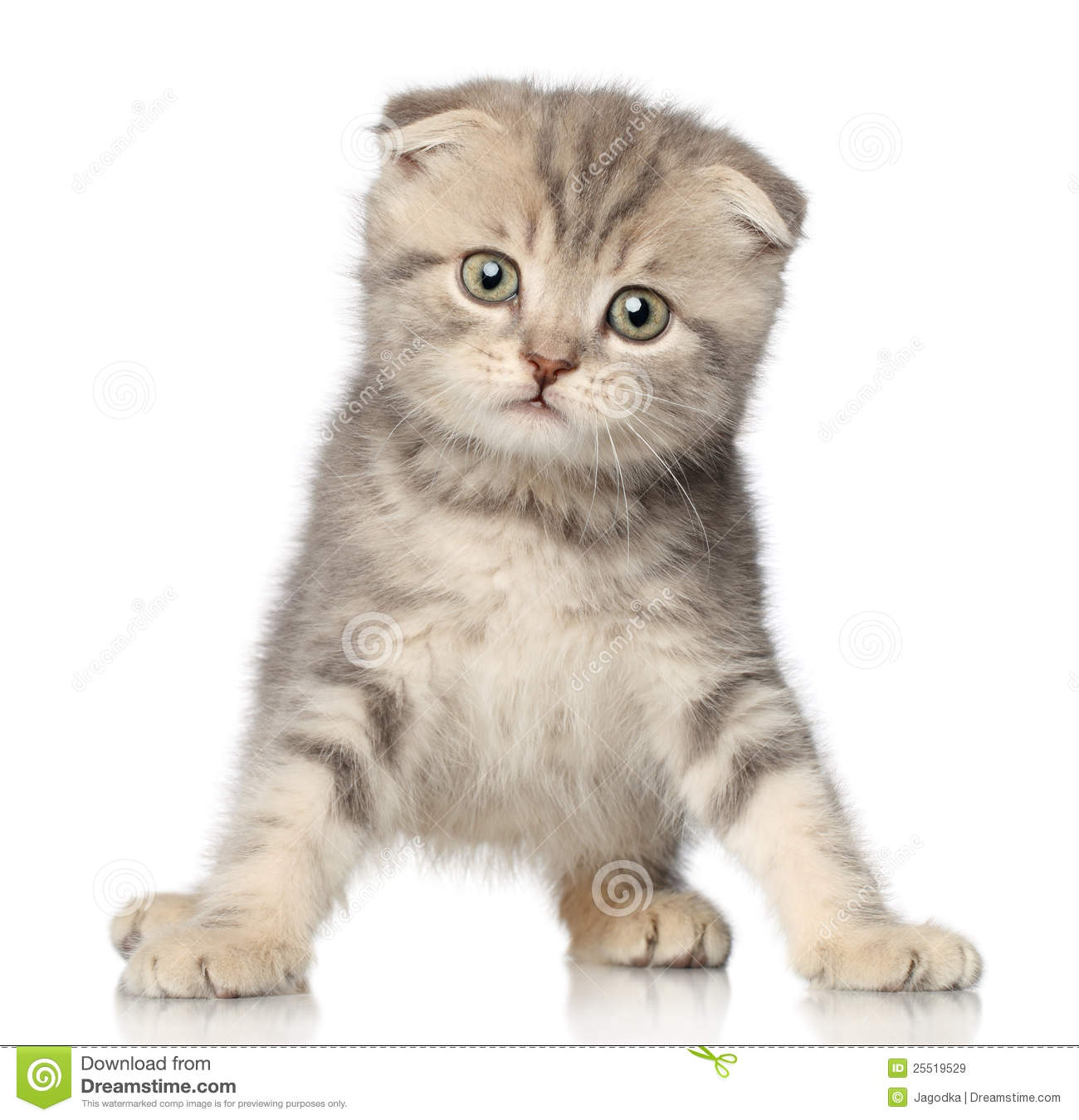 Beautiful Scottish Fold Kitten Picture