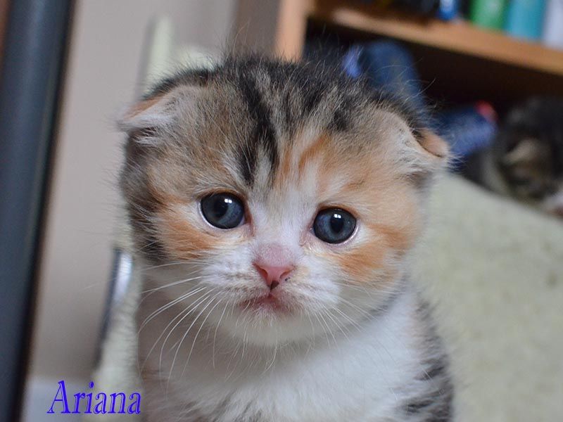 Beautiful Scottish Fold Kitten