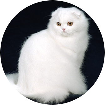 Beautiful Scottish Fold White Cat