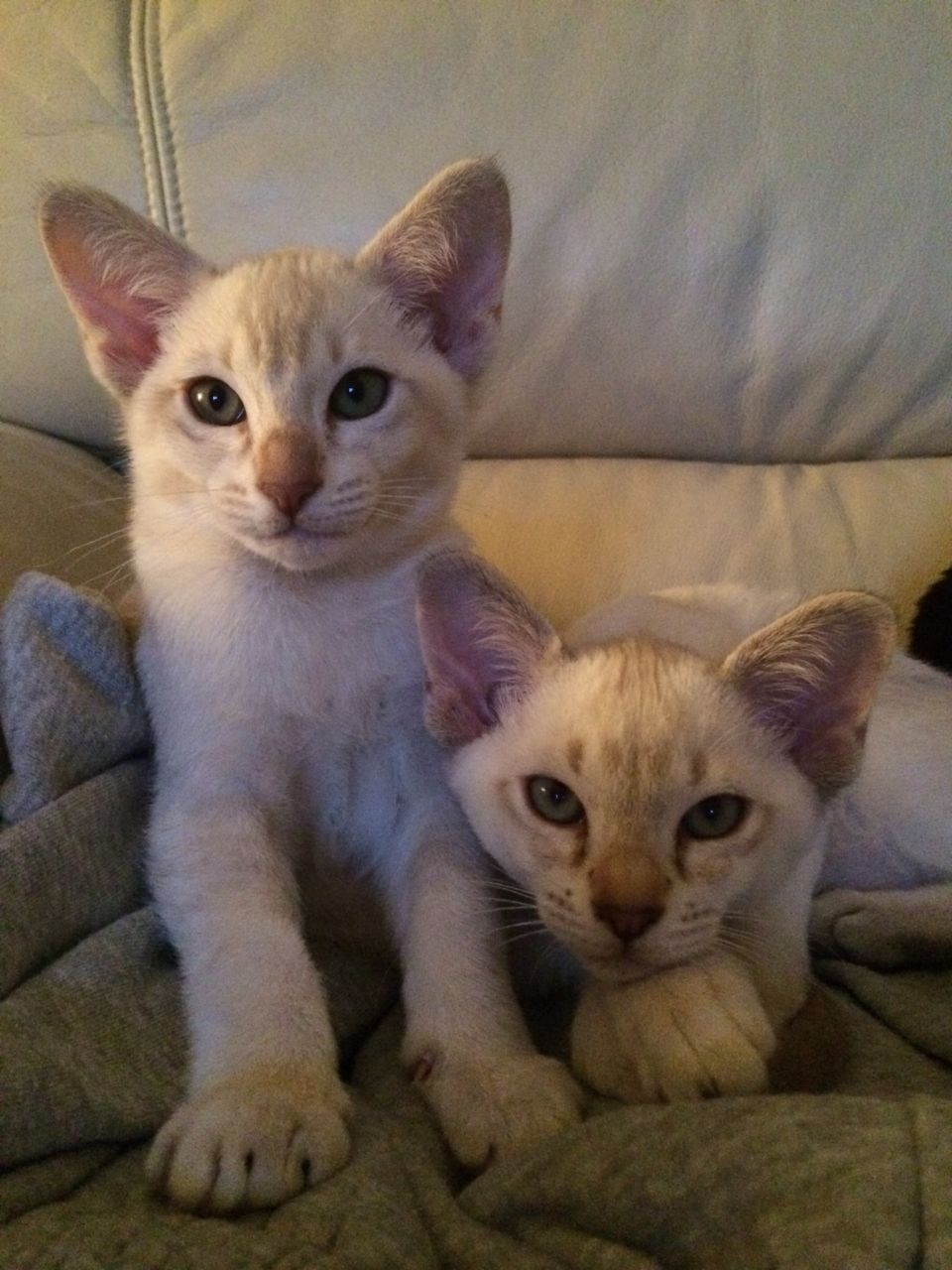 Beautiful Tonkinese Kittens