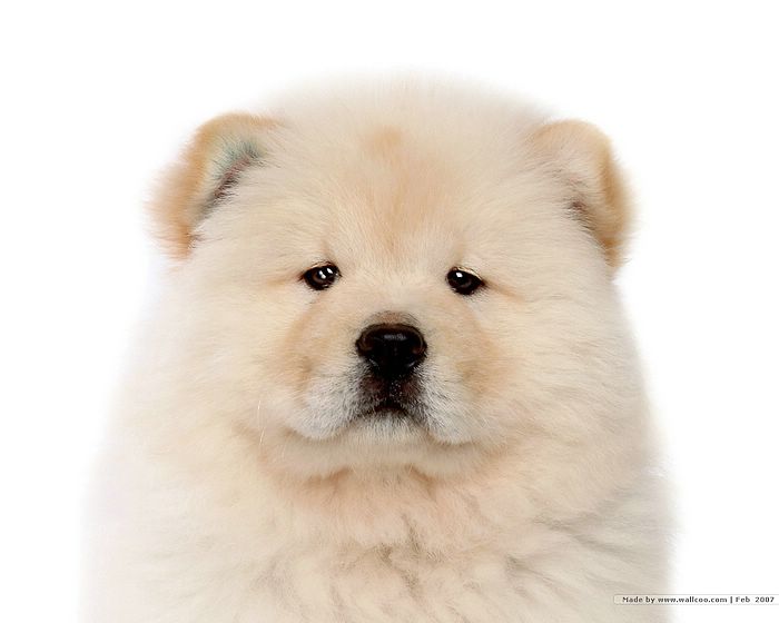 Beautiful White Chow Chow Dog Face