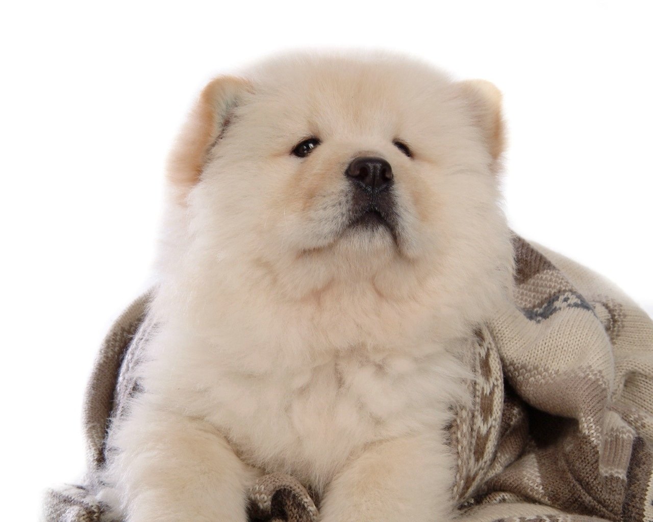 Beautiful White Chow Chow Dog Sitting Picture
