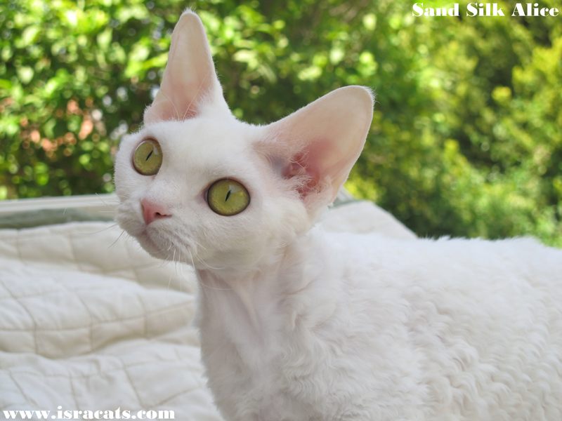 Beautiful White Devon Rex Cat Face