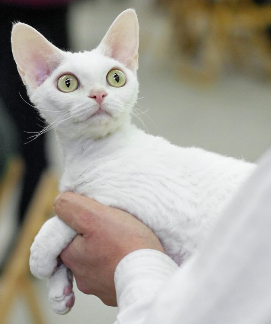 40 Very Beautiful White Devon Rex Pictures And Images