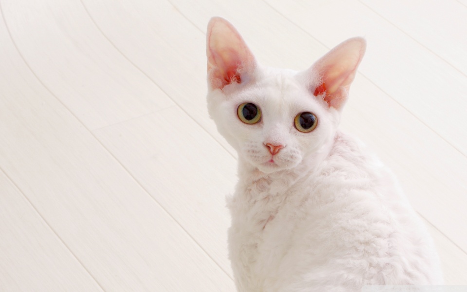 Beautiful White Devon Rex Cat With Big Ears