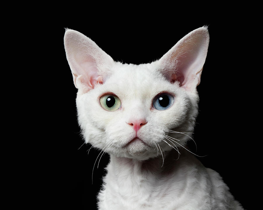 Beautiful White Devon Rex Cat With Odd Eyes