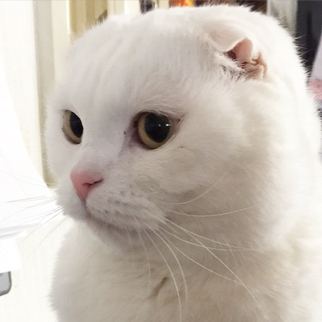 Beautiful White Scottish Fold Cat Face