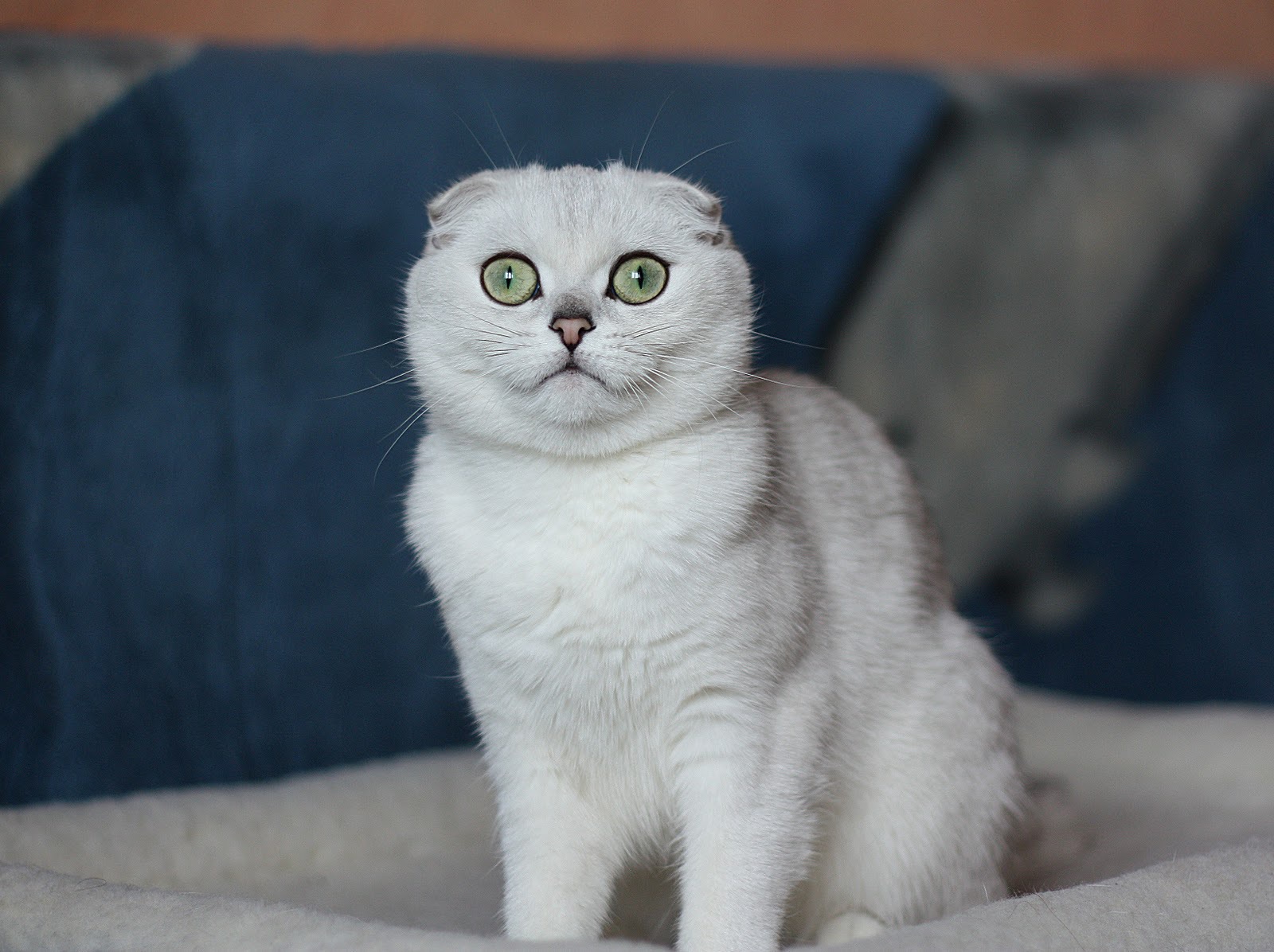 Beautiful White Scottish Fold Cat With Green Eyes