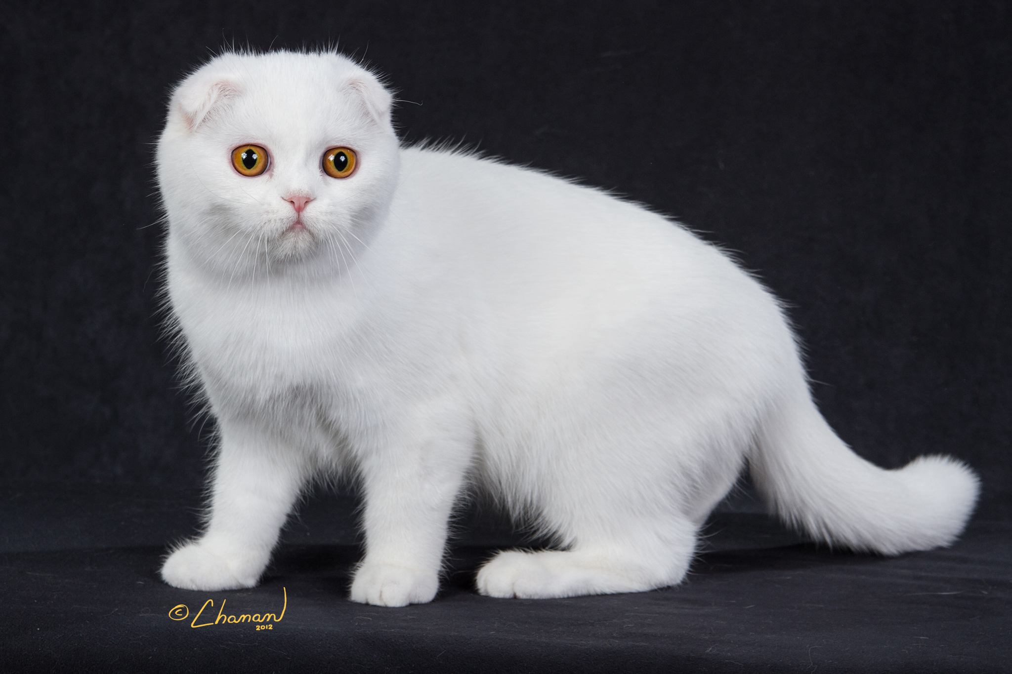 Beautiful White Scottish Fold Kitten