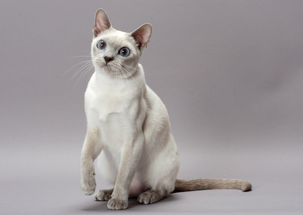 Beautiful White Tonkinese Cat Picture
