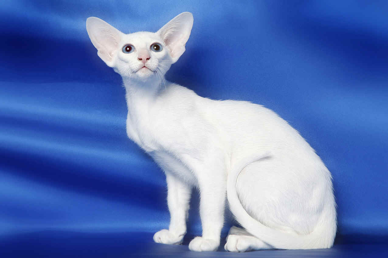 Beautiful White Tonkinese Cat Sitting