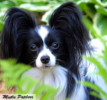 Black And White Adorable Papillon Dog Picture