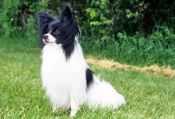 Black And White Beautiful Papillon Dog Sitting Down In Garden