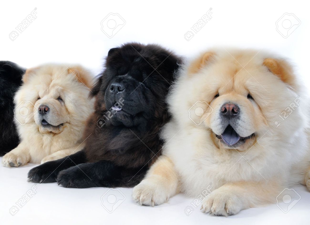 Black And White Chow Chow Dogs