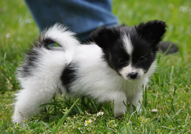 Black And White Cute Papillon Puppy In Garden