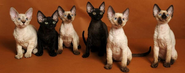 Black And White Group Of Devon Rex Kittens