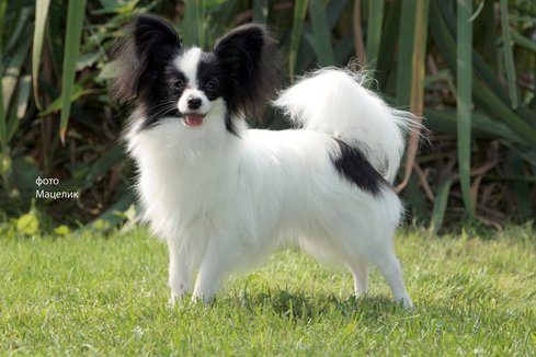 Black And White Papillon Dog In Lawn