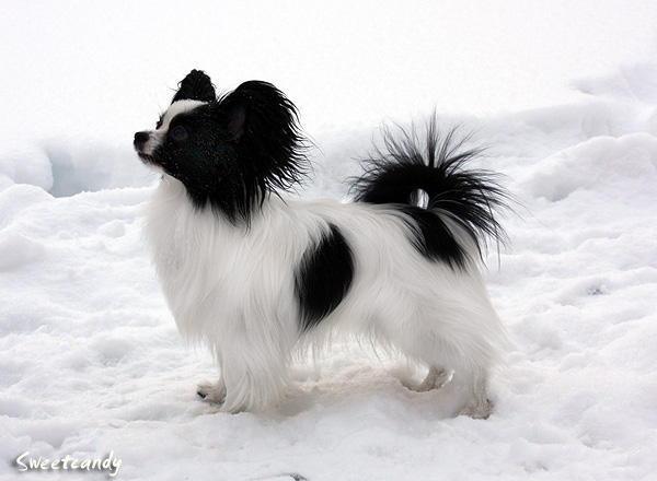 Black And White Papillon Dog In Snow