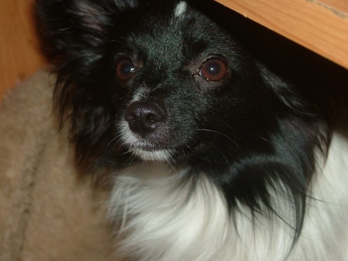 Black And White Papillon Dog Looking