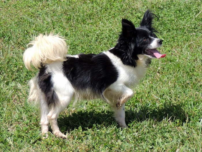 Black And White Papillon Dog Playing In Lawn