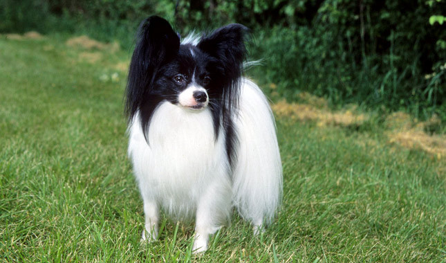 Black And White Papillon Enjoying In Lawn