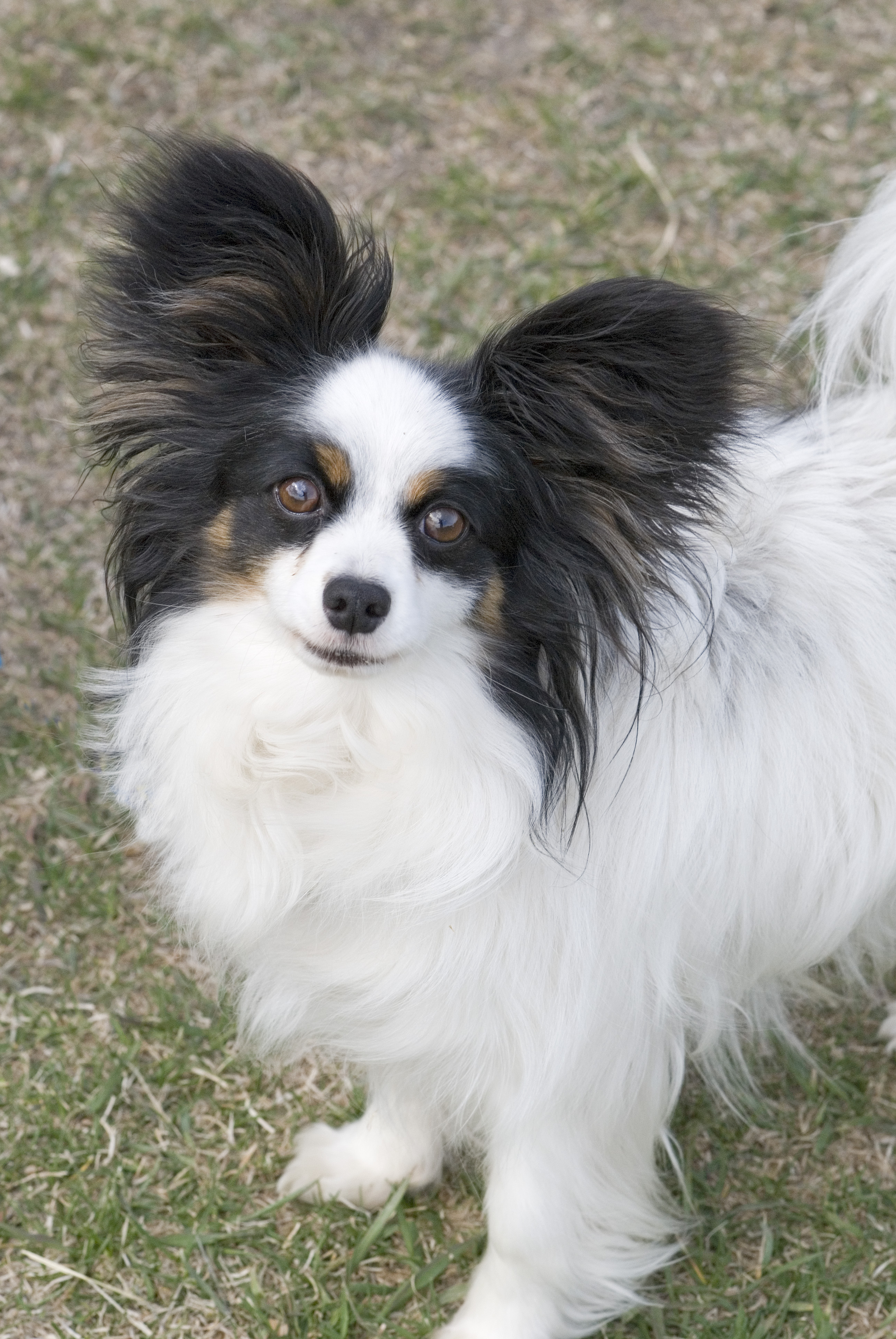 Black And White Papillon Looking Up
