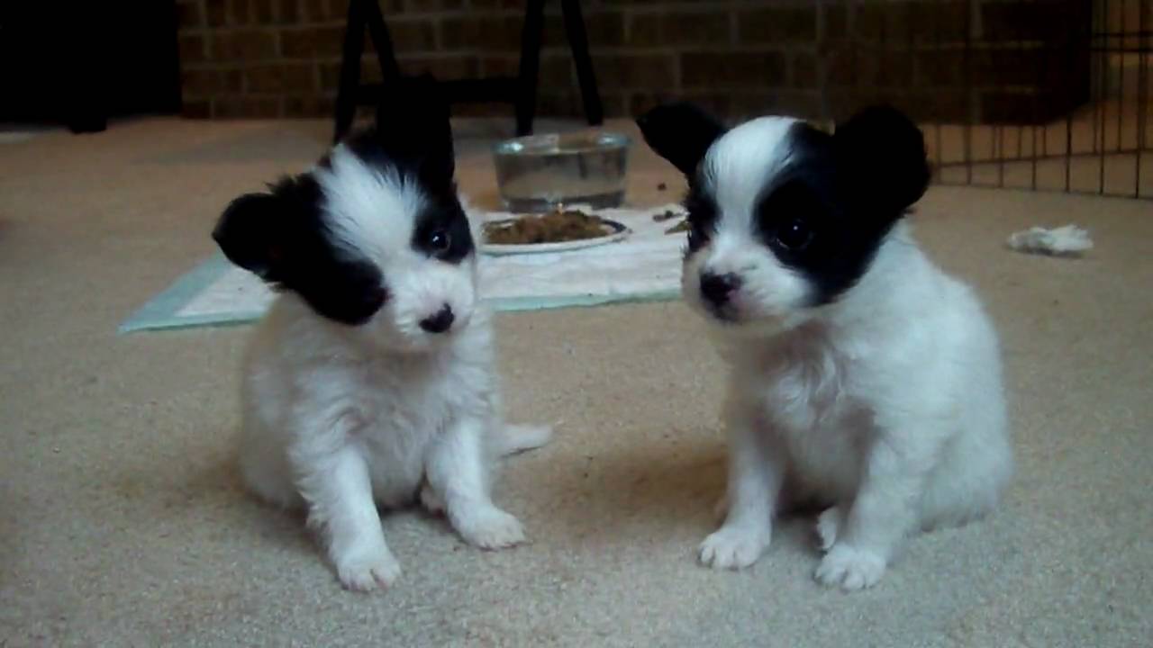 Black And White Papillon Puppies Sitting Down