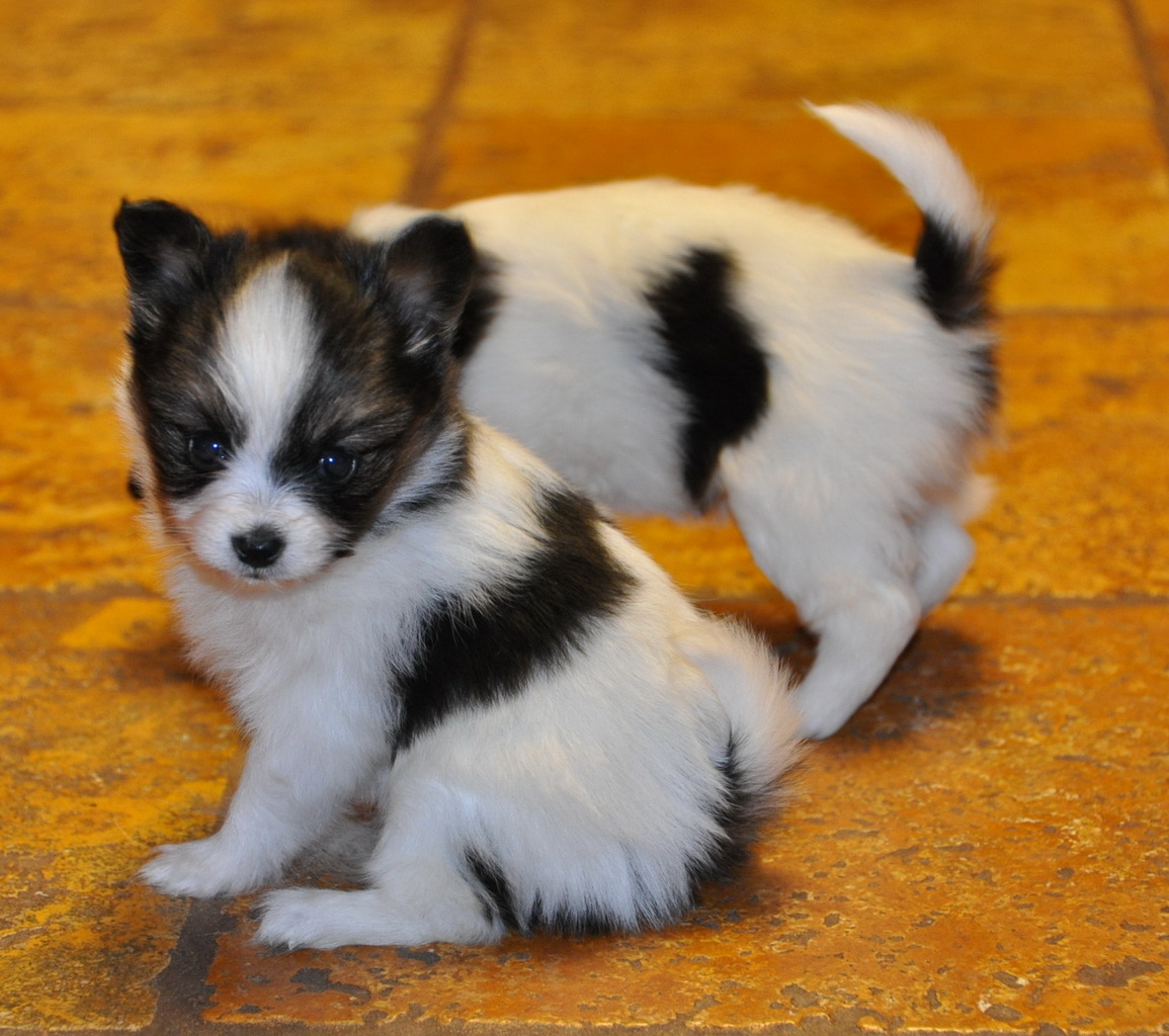 Black And White Papillon Puppy Image