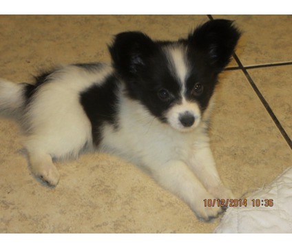 Black And White Papillon Puppy Sitting Down