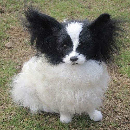 Black And White Papillon Puppy Sitting