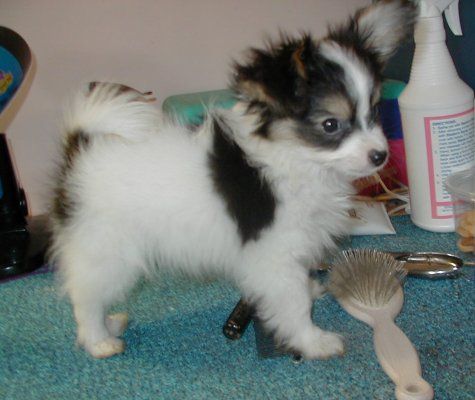 Black And White Papillon Puppy