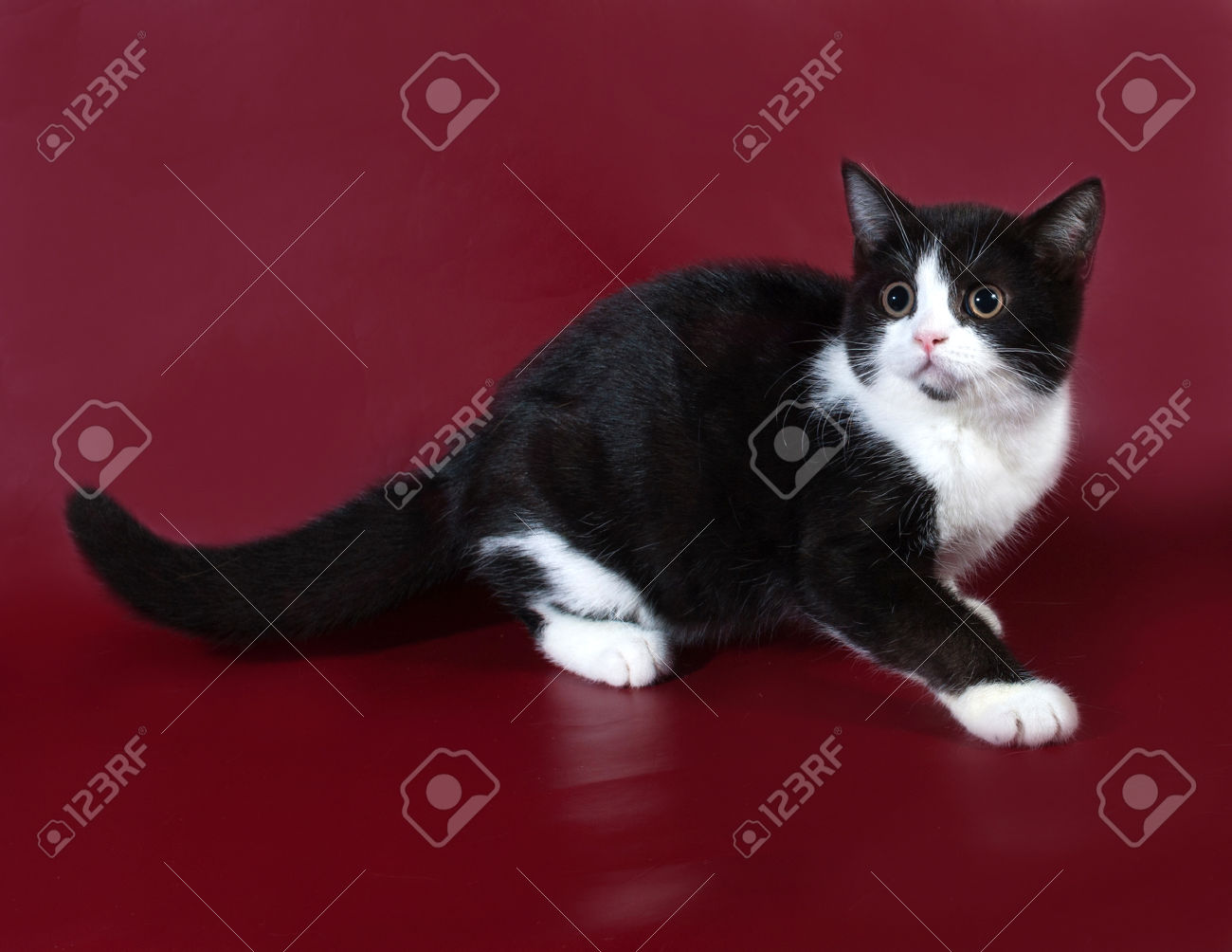 Black And White Scottish Fold Cat Sitting