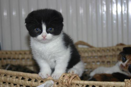 Black And White Scottish Fold Kitten Picture