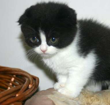 Black And White Scottish Fold Kitten