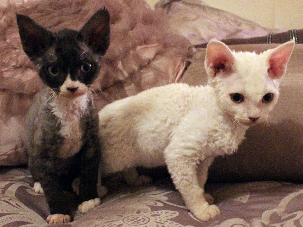 Black And White Two Devon Rex Kittens