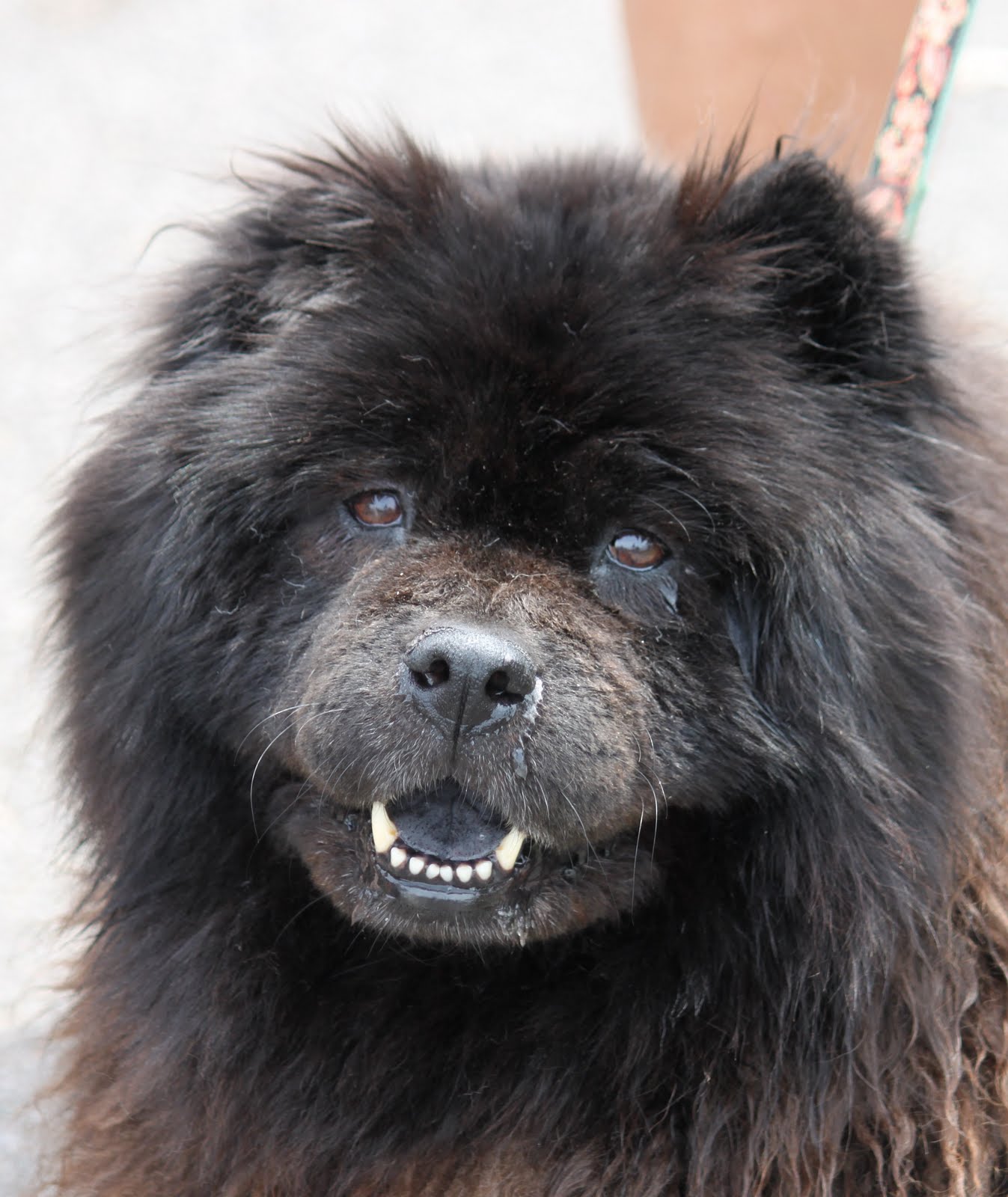 Black Chow Chow Dog Face Image