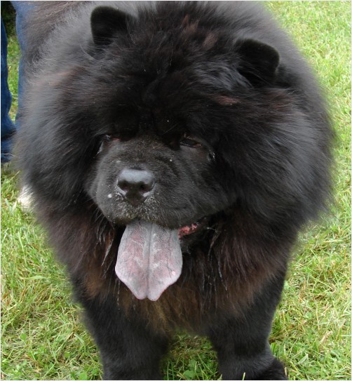 Black Chow Chow Dog Face Picture