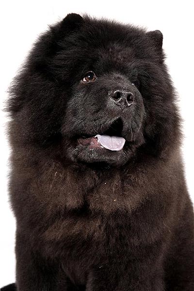 30+ Most Amazing Black Chow Chow Dog Pictures And Images