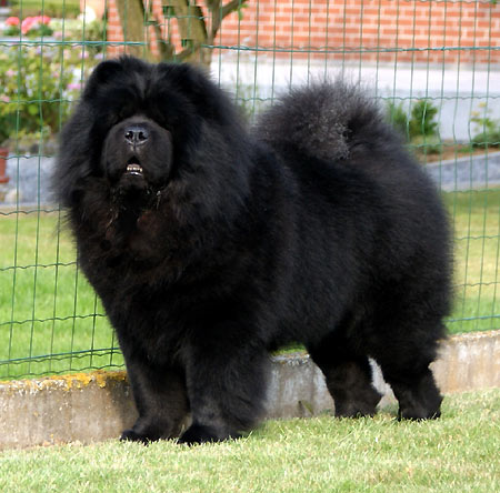 Black Chow Chow Dog In Lawn