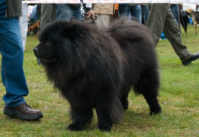 Black Chow Chow Dog In Pet Show