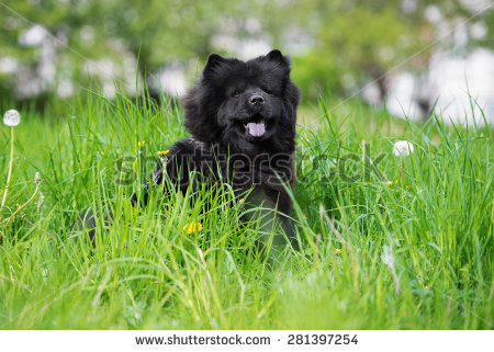 Black Chow Chow Dog Sitting In Grass