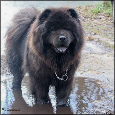 Black Chow Chow Dog Standing In Mud Water