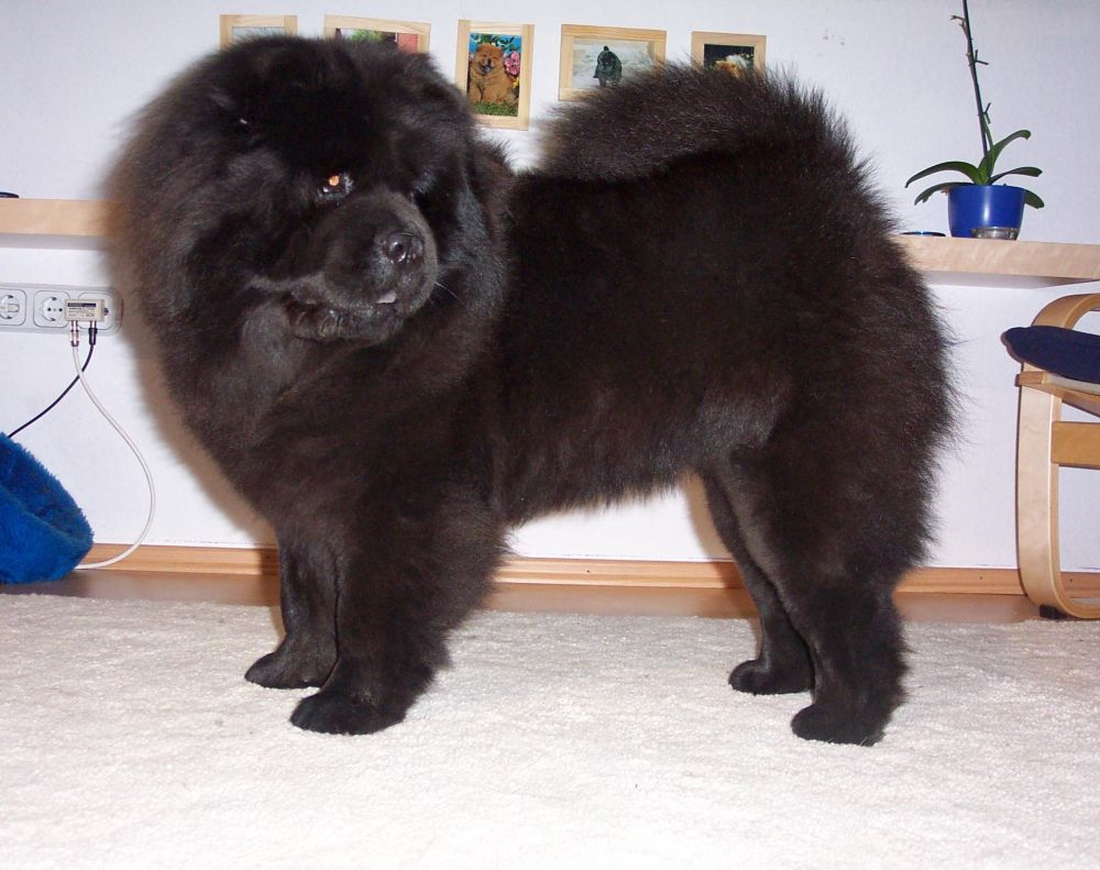 Black Chow Chow Dog Standing